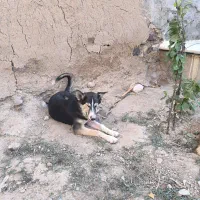 سگ هاسکی