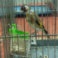 سهره