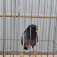 مرغ مینا سخنگو