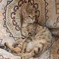 گربه جهت فروش