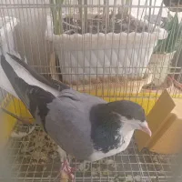 فروش کبوتر بدرنگ سینه دم پاک