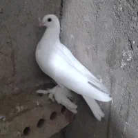 کبوتر|پرنده|مرند, |دیوار