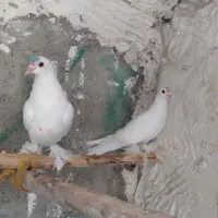 کبوتر