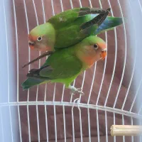 طوطی دوماهه