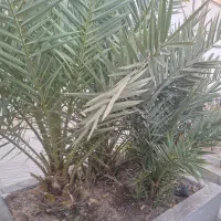 نخل