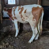 گوساله گوشتی