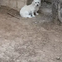 سگ پاپی