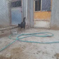 مرغ لاری