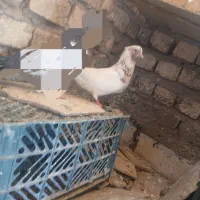 کبوتر فروشی