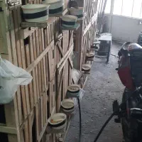 گنجه و کله قندی .افتاب گیر خروس لاری