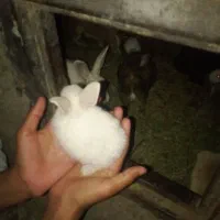 خرگوش
