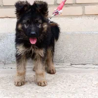 توله ژرمن شپرد کینگ