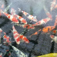 بهترین 20 سانتی های ماهی کوی آبنما برکه حوض استخر
