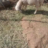 بره نر|حیوانات مزرعه|چترود, |دیوار