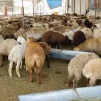 گوسفند تحت نظارت شهرداری و دامپزشکی