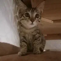 گربه همراه با وسایل