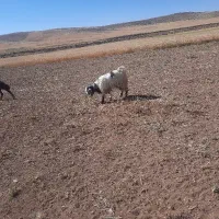بز نر یک سال و نیم