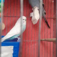 مرغ عشق انگلیسی