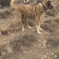 سگ  گله|سگ|بجنورد, |دیوار