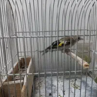 جوجه سهره دورگه فیروزکوه
