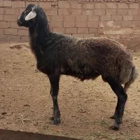 بره قوچ چال