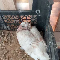 طوقی زرد ماده گمشده