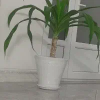 گل و گلدان