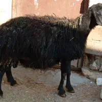 شک نر  برای قربانی
