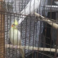 عروس هلندی مولد