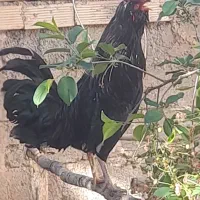 خروس مشکی