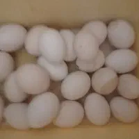 تخم مرغ