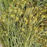 اسپند|گل و گیاه طبیعی|تبریز, |دیوار