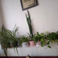 گلهای طبیعی