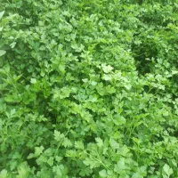 سبزی فروشی