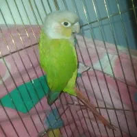 گمشده|حیوانات|رشت, کوی عرفان|دیوار