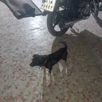 سگ پاکوتاه