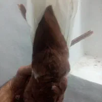 کبوتر