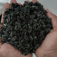 تخمه افتابگردان روغنی