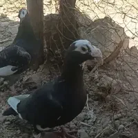 پلنگی سیاه جفت 1تومن