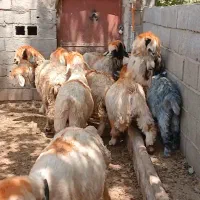 میش درجه یک