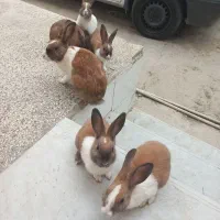 خرگوش