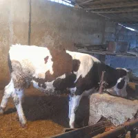 گوساله|حیوانات مزرعه|گرگان, |دیوار