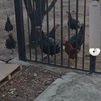 فروش بوقلمون