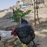 مرغ