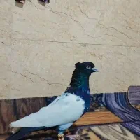 کبوتر