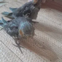 جوجه عروس هلندی نرمه خور و سرلاکی
