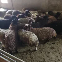 اراک فروش بره نر