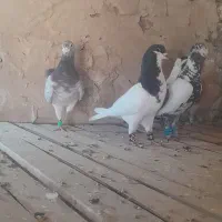 کفتر بمب
