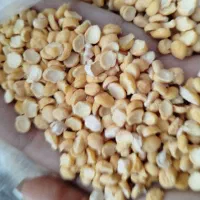 لپه محلی پزا به شرط کیلو 280