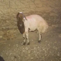 قوچ